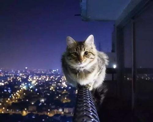 娱乐吃瓜猫捉鸟百度云,猫捉鸟事件全网热议，百度云揭秘幕后真相