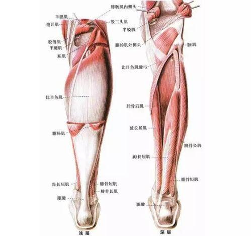 跟腱在哪个部位图片